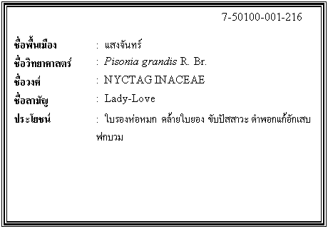 กล่องข้อความ: 7-50100-001-216 ชื่อพื้นเมือง : แสงจันทร์ ชื่อวิทยาศาสตร์ : Pisonia grandis R. Br. ชื่อวงศ์ : NYCTAG INACEAE ชื่อสามัญ : Lady-Love ประโยชน์ : ใบรองห่อหมก คล้ายใบยอง ขับปัสสาวะ ตำพอกแก้อักเสบ ฟกบวม